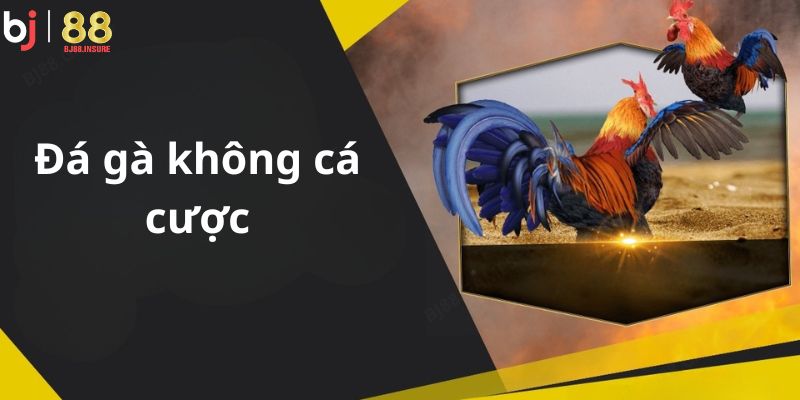 Xem đá gà có bị bắt không khi xem đá gà truyền thống