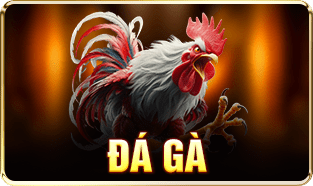 Icon đá gà 3