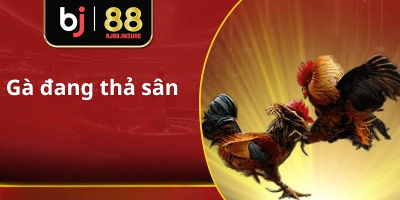 Gà nên được thả nơi thoáng, nắng nhẹ